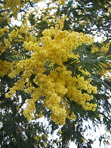 acacia dealbata