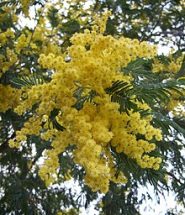 acacia dealbata